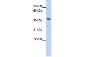 WB Suggested Anti-KCNJ1 Antibody Titration:  0. (KCNJ1 anticorps  (Middle Region))