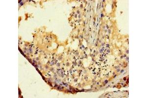 Immunohistochemistry of paraffin-embedded human testis tissue using ABIN7171540 at dilution of 1:100 (TAS2R14 anticorps  (AA 283-317))