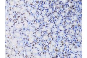 Immunohistochemistry of paraffin-embedded rat pancreas using XRCC4 Antibody (ABIN5970836) at dilution of 1/100 (40x lens). (XRCC4 anticorps)