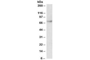Western blot testing of Jurkat lysate with Fubp1 antibody at 0. (FUBP1 anticorps)