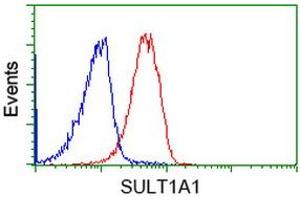 Image no. 3 for anti-Sulfotransferase Family, Cytosolic, 1A, Phenol-Preferring, Member 1 (SULT1A1) antibody (ABIN1501226)