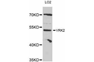 Western blot analysis of extracts of LO2 cells, using VRK2 antibody (ABIN5999182) at 1:3000 dilution. (VRK2 anticorps)