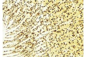 ABIN6274375 at 1/100 staining Human gastric tissue by IHC-P. (NAB2 anticorps  (C-Term))