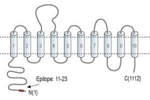 anti-Electrogenic Sodium Bicarbonate Cotransporter 4 (NBC4) (AA 11-23), (Intracellular), (N-Term) antibody