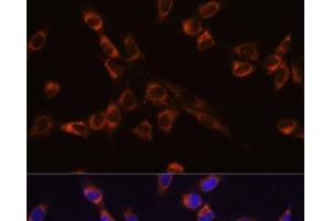 Immunofluorescence analysis of NIH-3T3 cells using STK3 Polyclonal Antibody at dilution of 1:100 (40x lens).