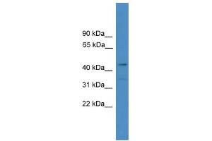 WB Suggested Anti-ING1 Antibody Titration:  0. (ING1 anticorps  (N-Term))