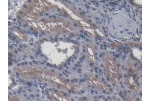 DAB staining on IHC-P; Samples: Porcine Kidney Tissue (APOA4 anticorps  (AA 21-382))