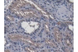 DAB staining on IHC-P; Samples: Porcine Kidney Tissue