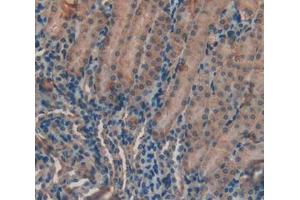 IHC-P analysis of kidney tissue, with DAB staining. (LPO anticorps  (AA 305-498))