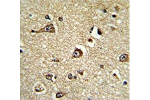 IHC analysis of FFPE human brain tissue stained with PHGDH antibody