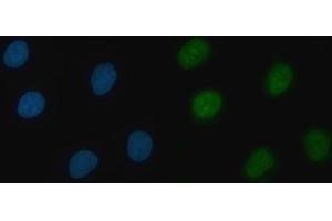 IF analysis of THAP11 using anti-THAP11 antibody (ABIN7599230). (THAP11 anticorps  (AA 1-294))