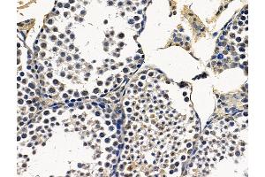 ABIN7096383 and ABIN7100447 at 1/100 staining mouse testis tissue by IHC-P. (MIR22HG anticorps)