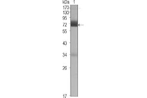 Western Blot showing CER1 antibody used against CER1 (aa18-267)-hIgGFc transfected HEK293 cell lysate (1). (CER1 anticorps)