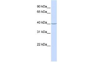 WB Suggested Anti-ACADS Antibody Titration: 0. (ACADS anticorps  (N-Term))