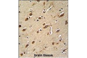 MYLK4 antibody (C-term) (ABIN652158 and ABIN2840571) immunohistochemistry analysis in formalin fixed and paraffin embedded human brain tissue followed by peroxidase conjugation of the secondary antibody and DAB staining.