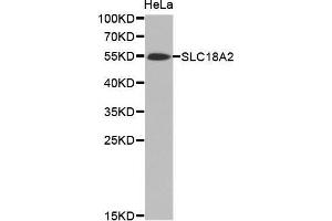 Western Blotting (WB) image for anti-Solute Carrier Family 18 (Vesicular Monoamine Transporter), Member 2 (SLC18A2) antibody (ABIN6219827) (SLC18A2 anticorps)