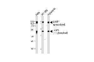 Western blot analysis of lysates from Hela,H cell line and human placenta tissue (from left to right),using LP1 Antibody (N-term) (ABIN388566 and ABIN2849737). (LAMP1 anticorps  (N-Term))