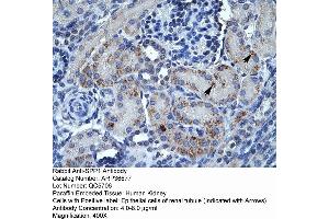 Human kidney (Osteopontin anticorps  (C-Term))