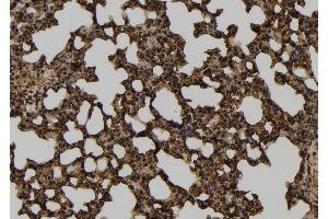 ABIN6261309 and ABIN6277565 at 1/100 staining Mouse lung tissue by IHC-P. (DLD anticorps  (C-Term))