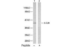 Image no. 1 for anti-Jun Proto-Oncogene (JUN) (Ser243) antibody (ABIN197137) (C-JUN anticorps  (Ser243))