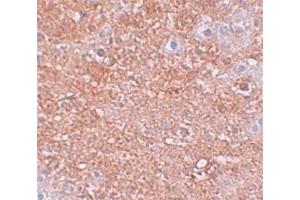 Immunohistochemical staining of mouse liver cells with SLC39A12 polyclonal antibody  at 2.