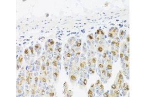 Immunohistochemistry of paraffin-embedded Mouse stomach using CDC45 Polyclonal Antibody at dilution of 1:100 (40x lens). (CDC45 anticorps)