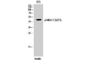 Western Blotting (WB) image for anti-Mitogen-Activated Protein Kinase Kinase 7 (MAP2K7) (pSer271) antibody (ABIN3173314) (MAP2K7 anticorps  (pSer271))