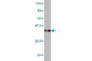 Western Blot detection against Immunogen (36.