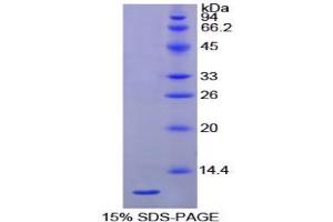 SDS-PAGE analysis of Chicken HSPA8 Protein. (Hsc70 Protéine)