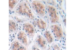 Figure. (GAL4 anticorps  (AA 1-323))