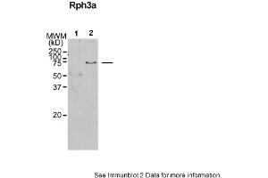 Sample Type: 1. (RPH3A anticorps  (N-Term))