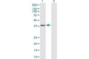 Western Blot analysis of RFC3 expression in transfected 293T cell line by RFC3 MaxPab polyclonal antibody. (RFC3 anticorps  (AA 1-356))