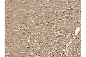 RASAL1 Mouse Monoclonal Antibody at 1/100 staining mouse brain tissue by IHC-P.