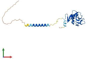 AlphaFold protein structure predicition of Mouse Recombinant Clec2d Protein, UniprotID Q91V08