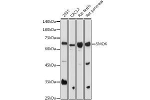 Western blot analysis of extracts of various cell lines, using SMOX antibody (ABIN6132875, ABIN6148142, ABIN6148143 and ABIN6215369) at 1:1000 dilution. (SMOX anticorps  (AA 1-200))