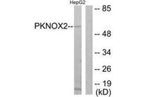 Western blot analysis of extracts from HepG2 cells, using PKNOX2 Antibody.