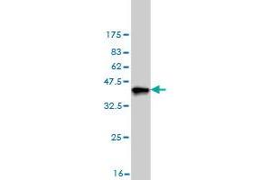 Western Blot detection against Immunogen (36.