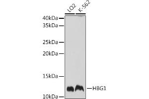 Western blot analysis of extracts of various cell lines, using HBG1 Rabbit pAb (ABIN7267610) at 1:1000 dilution. (HBG1 anticorps  (AA 1-100))