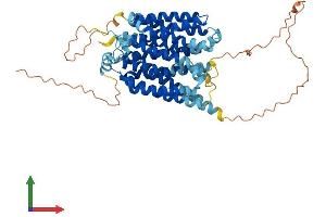 AlphaFold protein structure predicition of Mouse Recombinant Slc2a10 Protein, UniprotID Q8VHD6