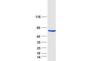 Validation with Western Blot