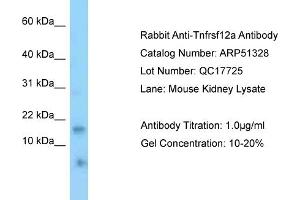 WB Suggested Anti-Tnfrsf12a Antibody   Titration: 1.