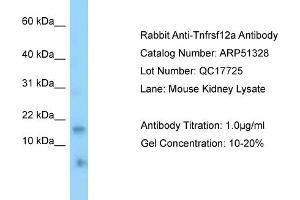 WB Suggested Anti-Tnfrsf12a Antibody   Titration: 1. (TNFRSF12A anticorps  (N-Term))