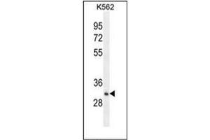 Western blot analysis of OR52A1 Antibody (C-term) in K562 cell line lysates (35ug/lane). (OR52A1 anticorps  (C-Term))