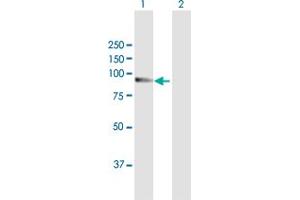 Western Blot analysis of RAPGEF3 expression in transfected 293T cell line by RAPGEF3 MaxPab polyclonal antibody. (RAPGEF3 anticorps  (AA 1-881))