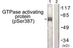 Western blot analysis of extracts from COS7 cells, using GTPase Activating Protein (Phospho-Ser387) Antibody. (RACGAP1 anticorps  (pSer387))