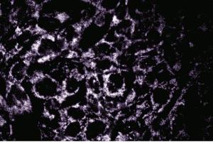 Immunofluorescence staining of COS-7 cells (African Green Monkey SV40 transformed kidney cells, ATCC CRL-1651). (OPA1 anticorps  (AA 708-830))