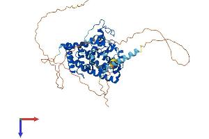 AlphaFold protein structure predicition of Human Recombinant RORA Protein, UniprotID P35398