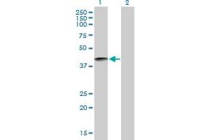 Western Blot analysis of KLKBL4 expression in transfected 293T cell line by KLKBL4 MaxPab polyclonal antibody. (PRSS54 anticorps  (AA 1-383))