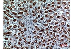 Immunohistochemistry (IHC) analysis of paraffin-embedded Human Kidney, antibody was diluted at 1:100. (Neuropilin 1 anticorps  (Internal Region))