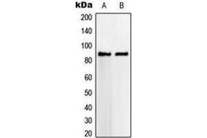 Western blot analysis of VWA5A expression in HeLa (A), SVT2 (B) whole cell lysates.